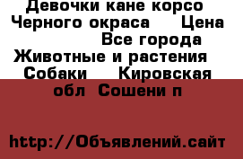 Девочки кане корсо. Черного окраса.  › Цена ­ 65 000 - Все города Животные и растения » Собаки   . Кировская обл.,Сошени п.